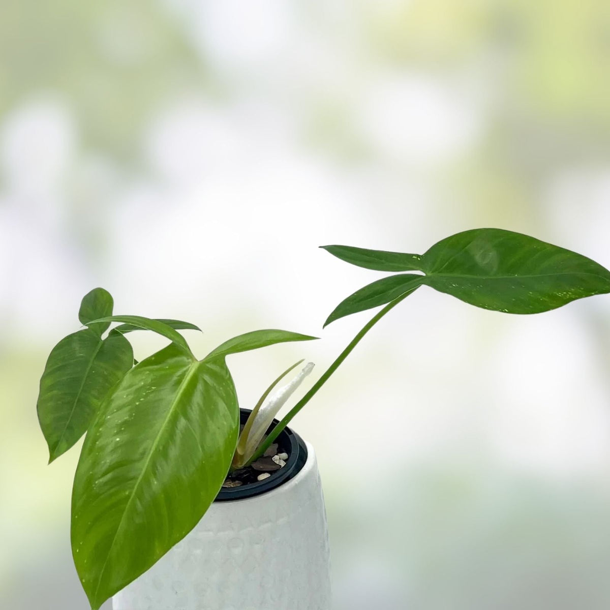 Philodendron Tripartitum 1 Node Cutting – Rare Tropical Houseplant for Indoor Gardening – Exotic Green Foliage