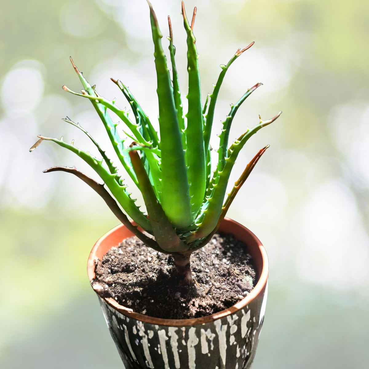 Live Aloe Erinacea Plant 4" Pot | Rare Hedgehog Aloe | Succulent with Orange Red Flowers | Aloe erinacea