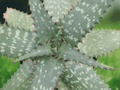 5 Seeds Aloe immaculata Exotic Succulent Plant Rare Collectible