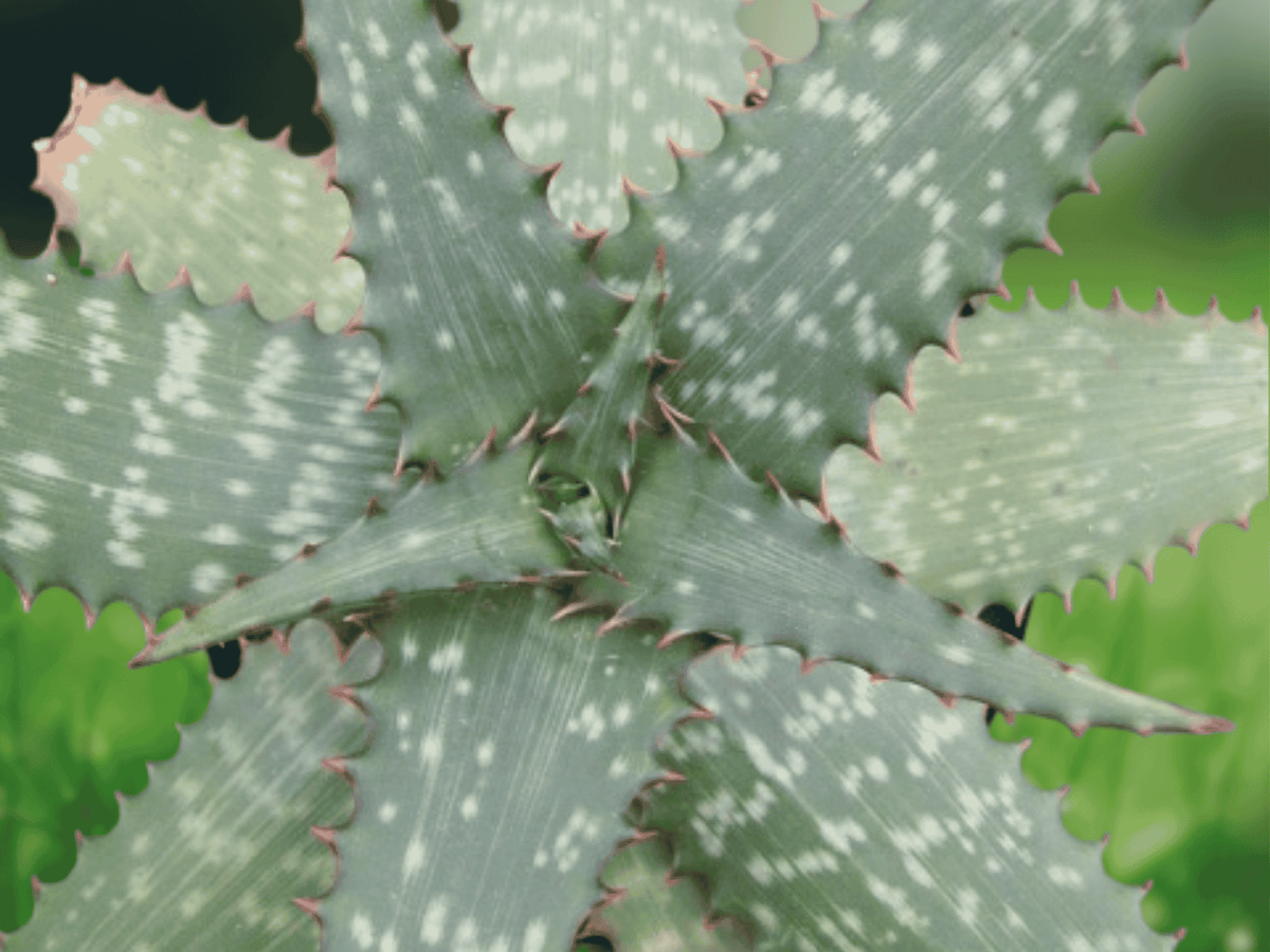 5 Seeds Aloe immaculata Exotic Succulent Plant Rare Collectible