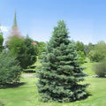 White Fir Seeds for Planting | 30 Seeds | Abies concolor - Ideal for Reforestation and Landscaping