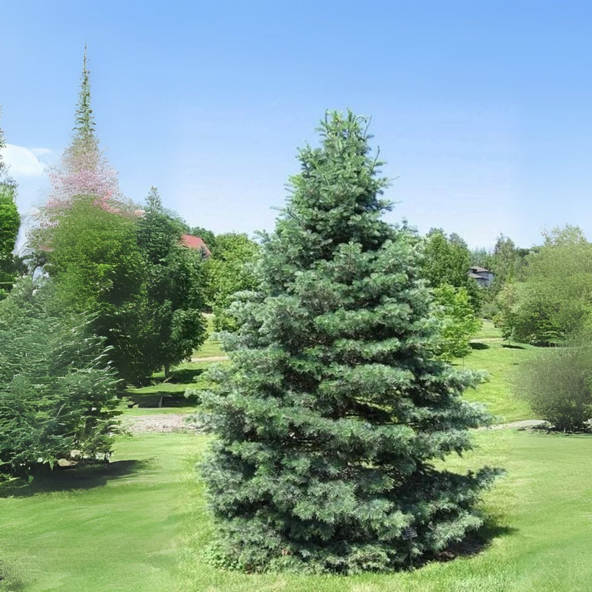 White Fir Seeds for Planting | 30 Seeds | Abies concolor - Ideal for Reforestation and Landscaping