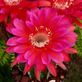 Echinopsis Cactus Seeds Mix – 50+ Varieties – Succulent Seeds – Echinopsis spp. – Ships from Iowa