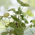 Rooted Syngonium Podophyllum Arrowhead Plant Cutting – Healthy Indoor Houseplant for Home Decor