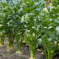 Celery Seeds 250 Pack Heirloom Non-GMO Green Apium graveolens Organic Seed for Gardening Made in USA