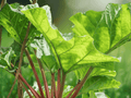3 Bare Root Victoria Rhubarb Rheum rhabarbarum Live Plants