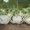 Mashed Potato Squash Seeds 10 Pack – White Variety Gourmet Vegetable Seeds Cucurbita pepo for Planting