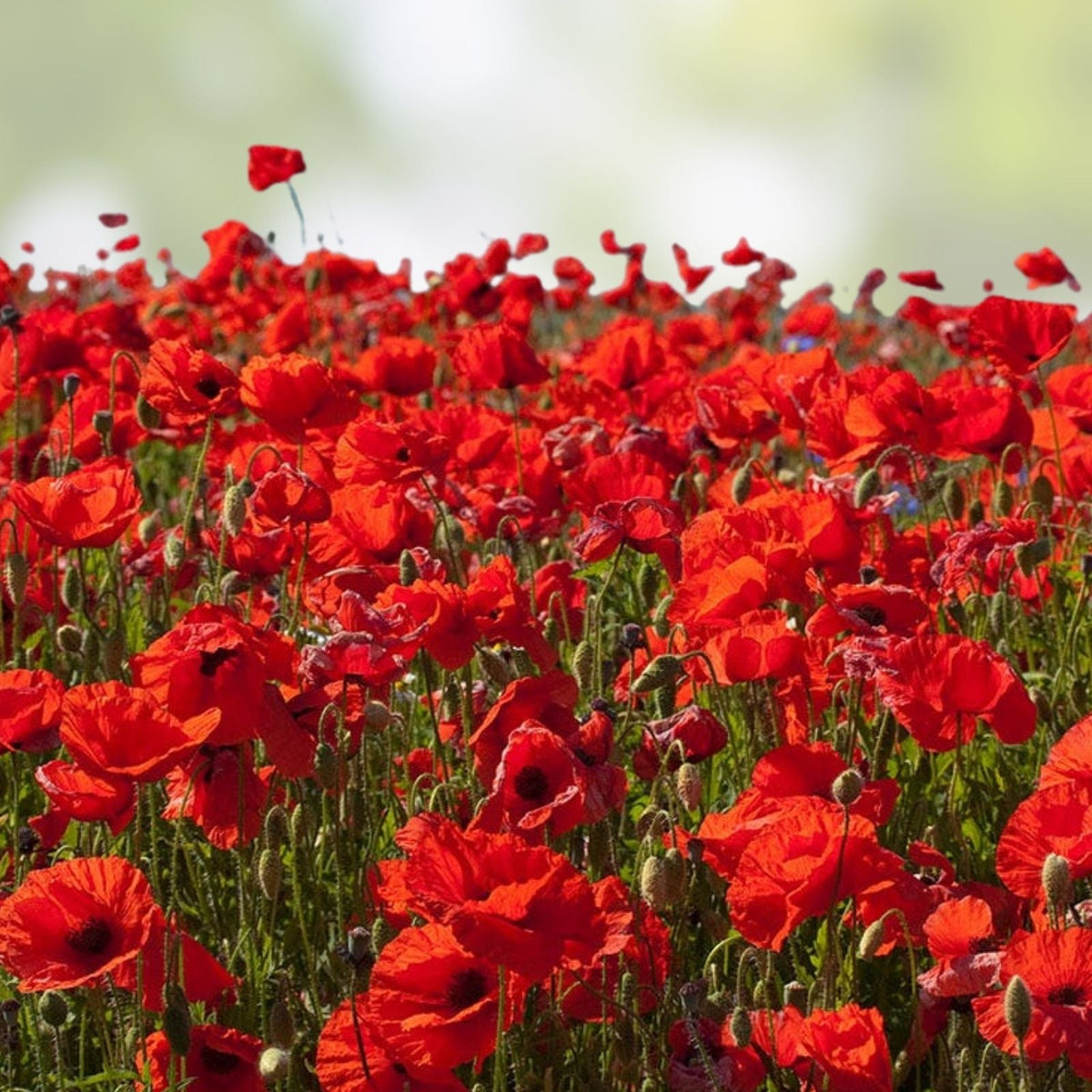 Red Wildflower Seed Mix – 200 Seeds, Organic USA Native Wildflowers for Gardens and Pollinators, Non-GMO, Wildflower Seeds