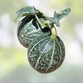 Coyote Melon Seeds - 10 Rare Bright Striped Melon Seeds - Cucumis metuliferus - Non-Edible Fruit Seed Packet