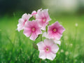 50 Seeds Blushing Bride Phlox Perennial Flower Soft Pink White Blooms Butterfly Garden Border Fragrant Cottage