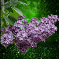 1 Lilac Bush Live Plant 12"-18", Old Fashion Purple, Bare Root Syringa vulgaris, Fragrant Flowering Shrubs