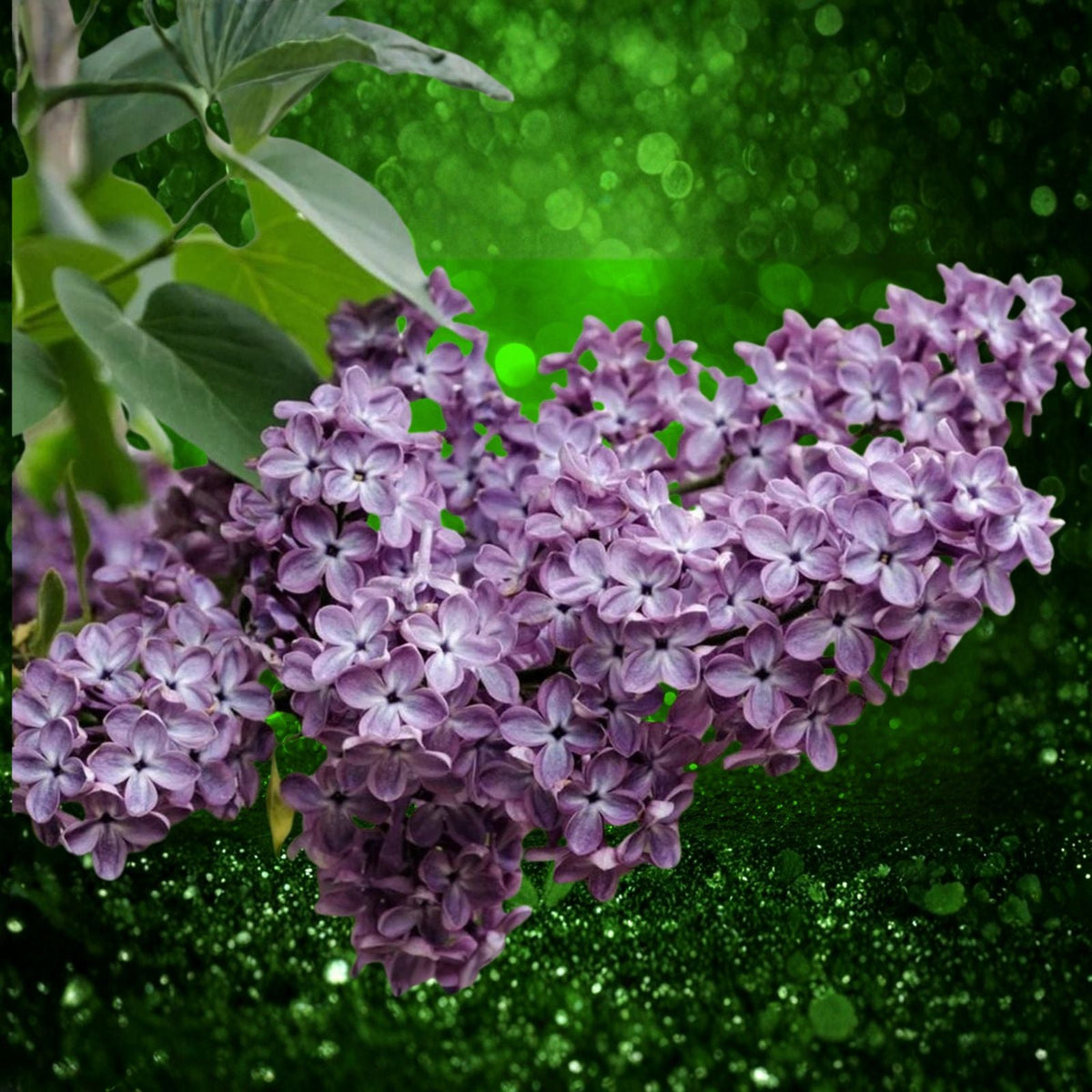 1 Lilac Bush Live Plant 12"-18", Old Fashion Purple, Bare Root Syringa vulgaris, Fragrant Flowering Shrubs