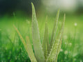 1 Live Plant Aloe Vera Starter Succulent Easy Grow Houseplant Patio Container Garden Drought Tolerant