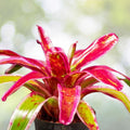 Neoregelia Fruit Salad Bromeliad Plant 6" Pot - Exotic Tropical Indoor Houseplant, Neoregelia spp.