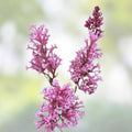 Early Pink Lilac Seeds - 100 Count - Pink Blooms - Syringa vulgaris - Fragrant Flowering Shrubs for Garden