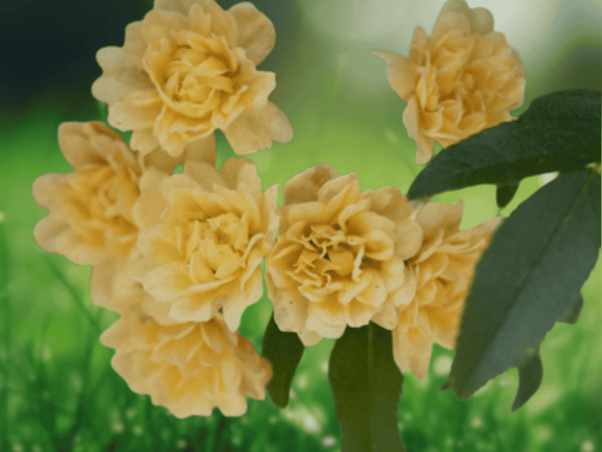 1 Live Plant Lady Banks Yellow Climbing Rose