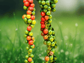 5 Seeds Black Pepper Piper nigrum Vine Seeds