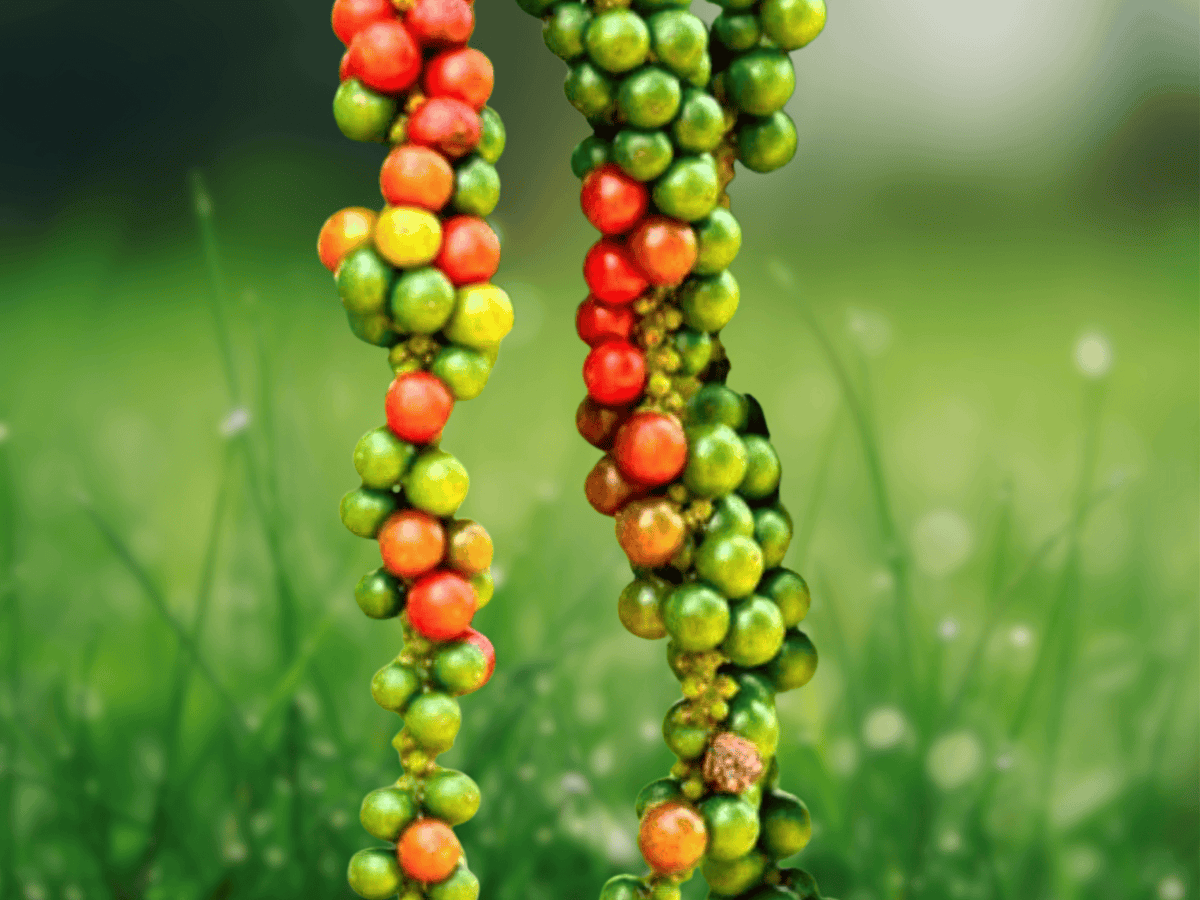 5 Seeds Black Pepper Piper nigrum Vine Seeds