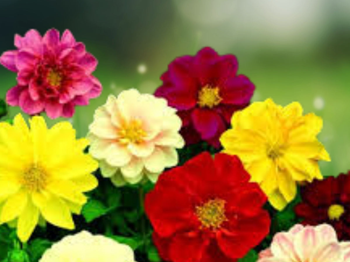 25 Seeds Dahlia Pinnata Mixed Colors Compact Bedding Perennial Easy Grow Ornamental Garden Flower