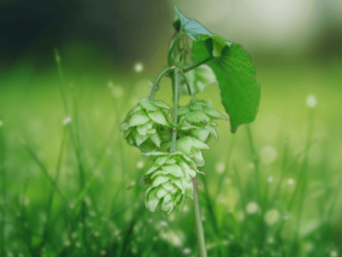 5 Seeds Humulus lupulus 'Nugget' Hardy Hops Brewing Vine