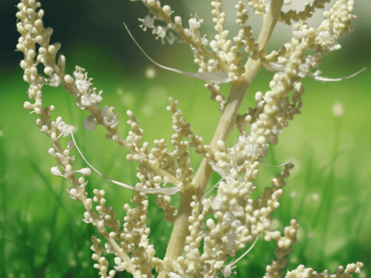 5 Nolina microcarpa Seeds – Bear Grass, Desert Spoon, Sacahuista