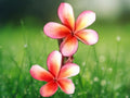 5 Seeds Red Orange Plumeria Frangipani Tropical Flower Tree Fragrant Exotic Easy Grow Patio Container Garden Warm Climate