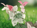 5 Seeds Trachelospermum asiaticum Snow in Summer Hardy Jasmine Vine Variegated Aromatic Climber