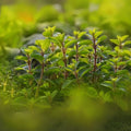 Sweet Marjoram Seeds - 100 Count - Perennial Herb - Origanum majorana for Planting