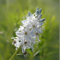 Wild Hyacinth Seeds (50 Seeds) - Camassia scilloides - Native Flowering Plant for Garden or Landscape