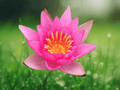 5 Seeds Nymphaea rubra Red Tropical Water Lily Aquatic Plant