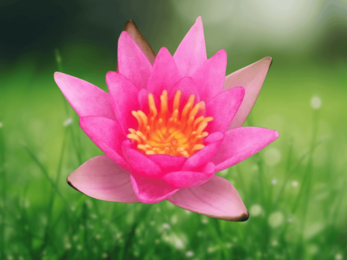 5 Seeds Nymphaea rubra Red Tropical Water Lily Aquatic Plant