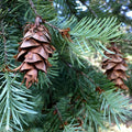 Blue Douglas Fir Seeds | 20+ Evergreen Tree Seeds | Pseudotsuga menziesii Conifer Seeds for Planting