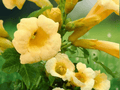 10 Seeds Campsis radicans f. flava Yellow Trumpet Vine Climbing Flowering Vine