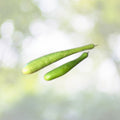 Italian Squash Seeds - Non-GMO Heirloom Variety - Zucca De Lungo Verde - Fresh Garden Seeds for Planting