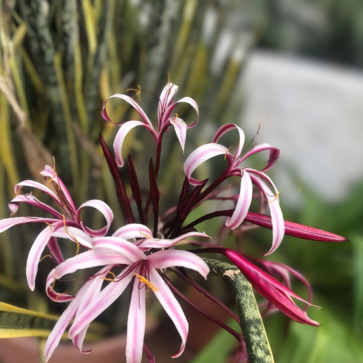 Crinum Bulb - Large Pink Flowering Cape Lily - Healthy Single Bulb - Crinum asiaticum