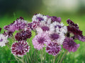50 Seeds Bachelor's Button Classic Mix Blue Pink White Annual Flower Cottage Garden Wildflower Cut Variety Easy Grow