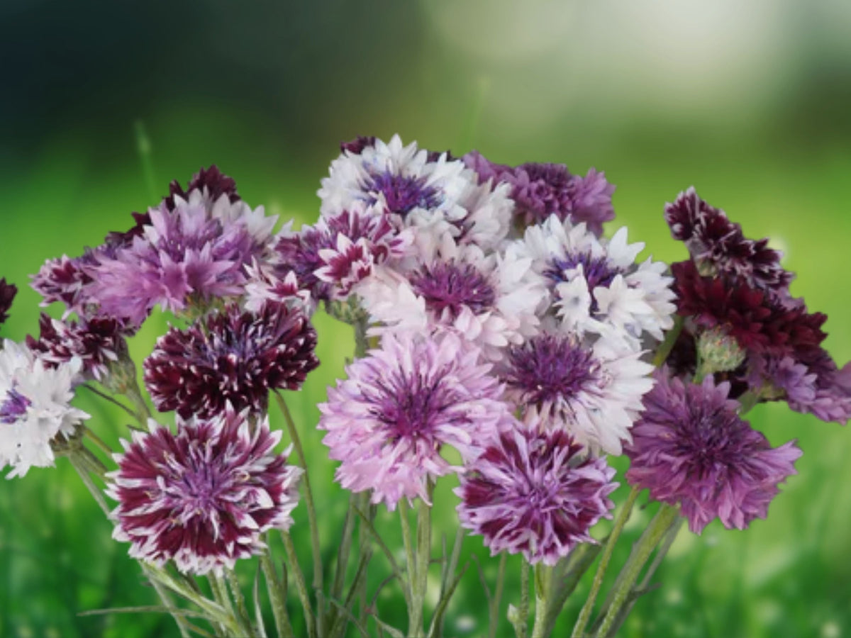 50 Seeds Bachelor's Button Classic Mix Blue Pink White Annual Flower Cottage Garden Wildflower Cut Variety Easy Grow