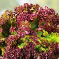 Red Leaf Lettuce Seeds, Lolla Rosa Heirloom, Non-GMO, 500 Seeds for Home Gardening and Organic Growing