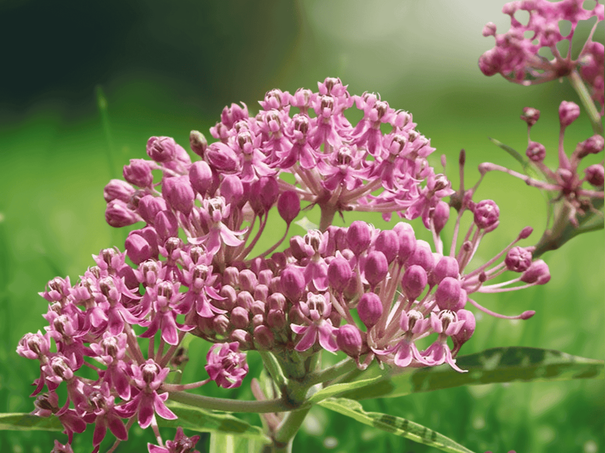 1 Live Plant Swamp Milkweed Asclepias incarnata Native Pollinator Perennial