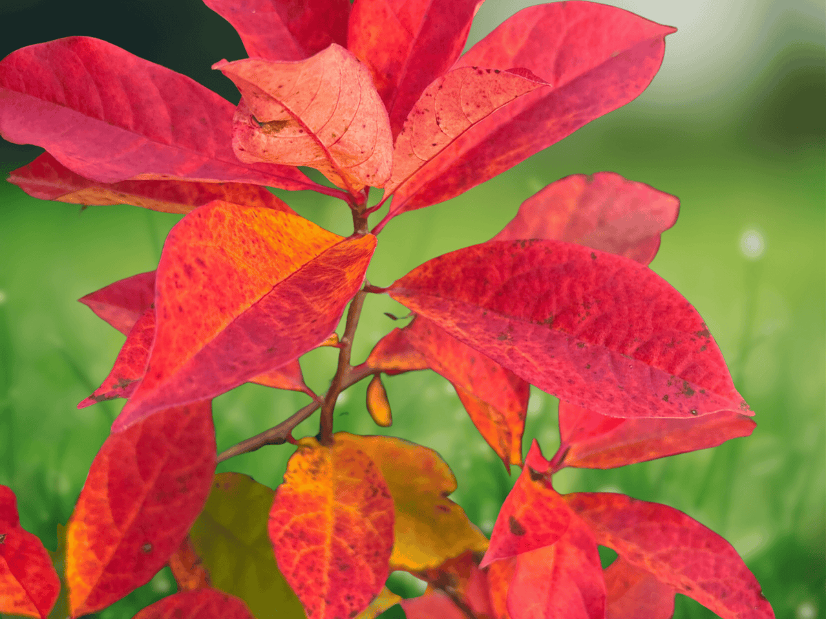 5 Seeds Nyssa sylvatica Black Gum Tree Native Shade Tree Fall Color