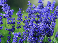 1 Live Plant Lavender 'Hidcote' Herb Starter Plant Fragrant Culinary Garden