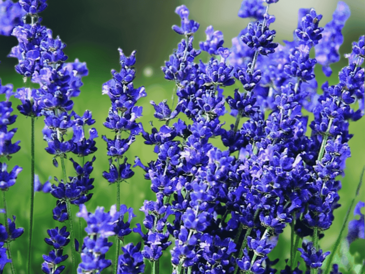 1 Live Plant Lavender 'Hidcote' Herb Starter Plant Fragrant Culinary Garden