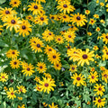 Blackberry Delight Rudbeckia Seeds 125+ Annual Flower Seeds Black-Eyed Susan Rudbeckia hirta