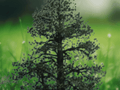 3 Jeffrey Pine 6" Pinus Jeffrey Bare Root Live Plant