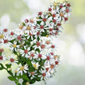 Calico Aster Seeds - 100+ Seeds - Symphyotrichum lateriflorum - Wildflower Garden Planting