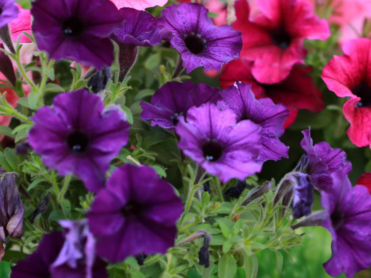 2000+ Petunia Seeds Dwarf Mix Heirloom Non-GMO Annual Colorful Blooms Easy Grow Pollinator Friendly Patio Garden