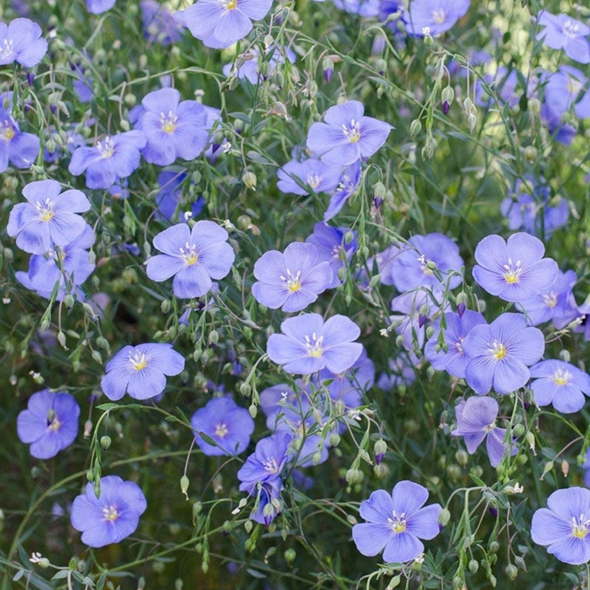 Blue Flax Seed Pack – 100+ Seeds for Garden, Wildflower, Native Plant, Linum lewisii with Striking Blue Flowers