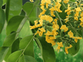 5 Seeds Pterocarpus marsupium Indian Kino Tree Tropical Hardwood