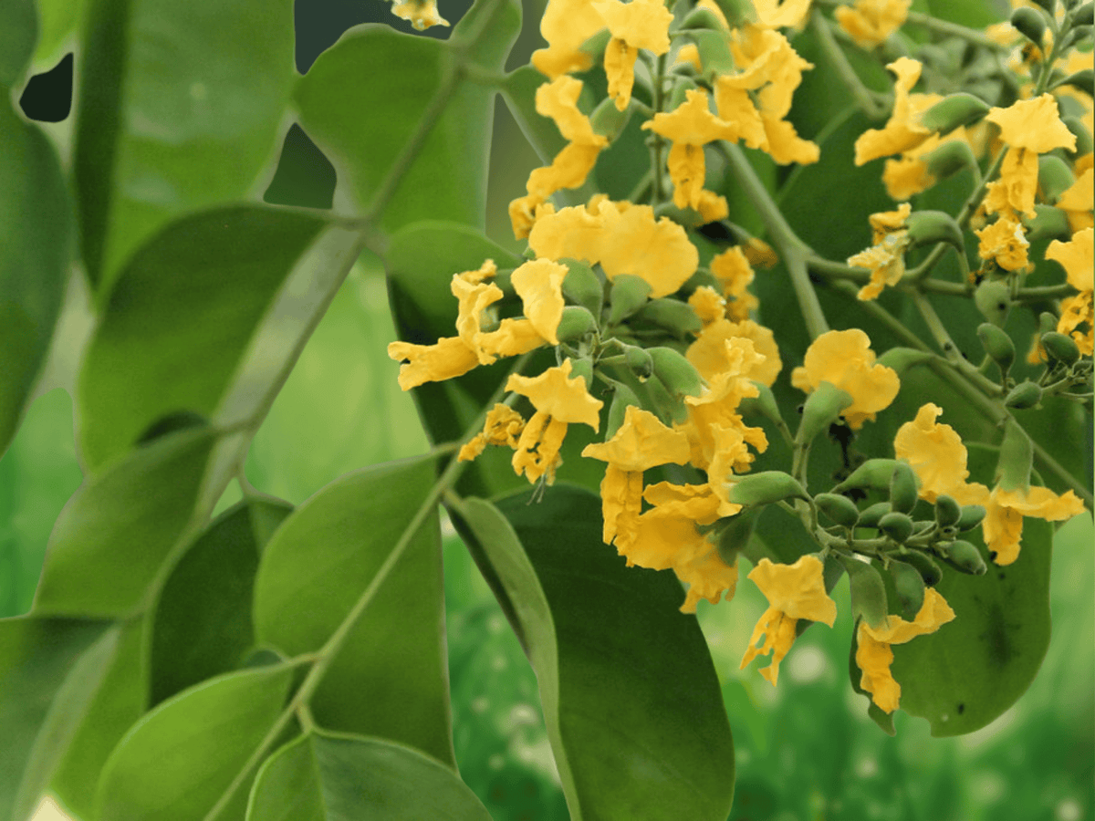5 Seeds Pterocarpus marsupium Indian Kino Tree Tropical Hardwood