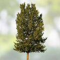Hybrid Poplar Trees 2 Pack - Fast Growing for Privacy, Shade, Landscaping